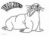 Walrus Coloring Pages Printable Kids Cool2bkids sketch template