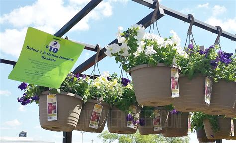 Hanging Flower Baskets 5 At Lowes And Home Depot More