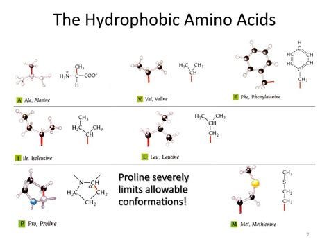 large hydrophobic amino acids signbopqe