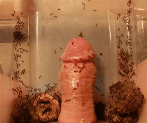 ants insect cock torture