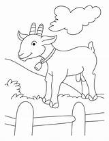 Goat Cabras Cabra Goats Koza Ziege Kolorowanki Fazenda Kolorowanka Atividades Kozy Pygmy Druku Procoloring Uma Kambing Popular Carneirinhos Carneiro Ovelha sketch template