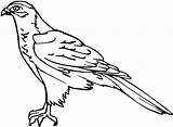Falcon Bird Outline Coloring Pages Netart sketch template