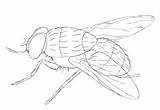 Fly House Drawing Draw Getdrawings sketch template