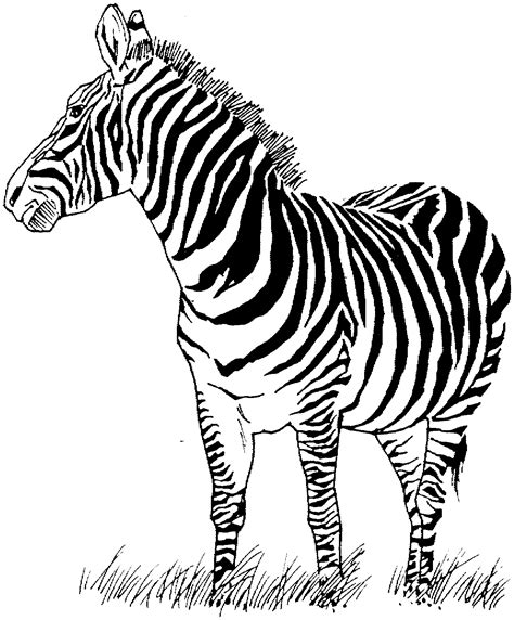 printable zebra print coloring pages printable templates