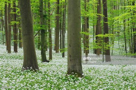 ramsons forest spring  lush green foliage hainich national park