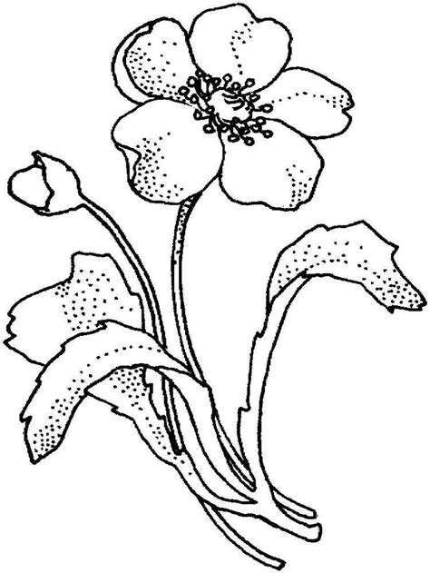 lilii vyshivka gladyu skhemy  tys izobrazheniy naydeno  yandekskartinkakh poppy coloring page