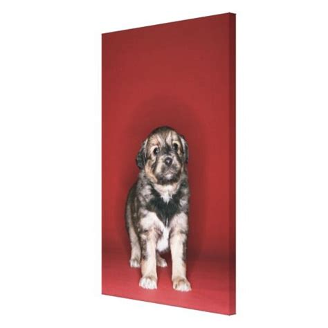 puppy  canvas print zazzlecom canvas prints animal canvas