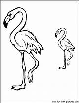 Flamingos Flamenco Coloringhome sketch template