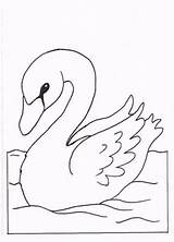 Swans Coloring Pages Fun Kids Zwaan sketch template