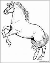 Rearing Horse Coloring Pages Horses Color Colorings Print Getcolorings Printable Getdrawings Coloringpagesonly sketch template