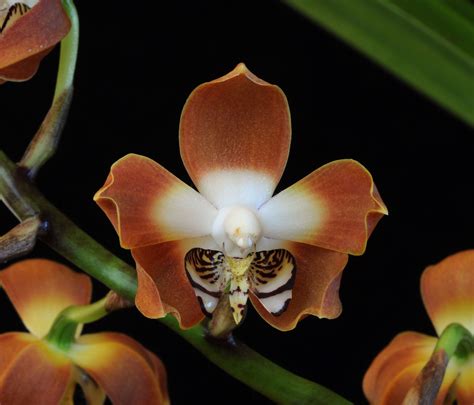 Love S Secret Orchid Essence Neomoorea Irrorata Orchid Photo