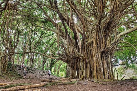 bleu de toi   drawing table custom banyan tree