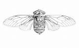 Cicada Insects sketch template