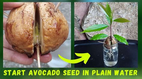 Super Easy And Fastest Way To Grow Avocado Seed In Plain Water How To