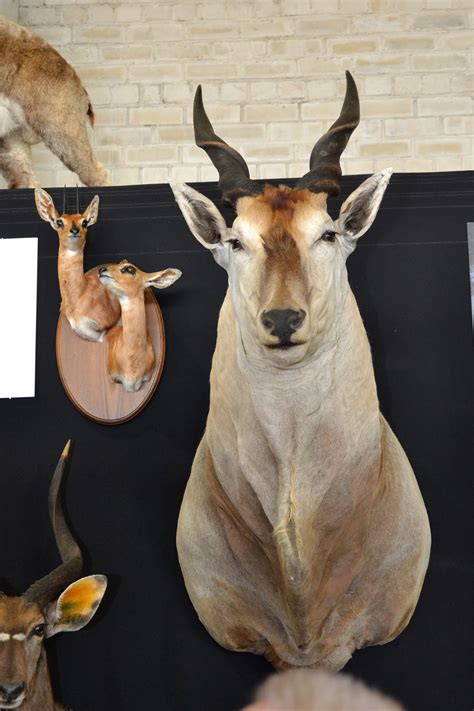 photo antelope trophy head africa mammal vertebrate