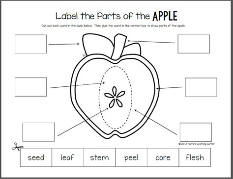 apple life cycle worksheet packet mamas learning corner
