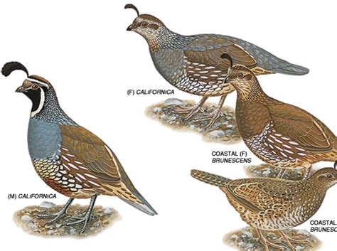 quail types pet birds quail button quail