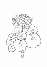 Geranium Hydrangea sketch template