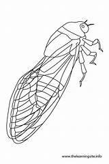 Cicada Cigarras Designlooter Flashcards Flashcard Insect sketch template