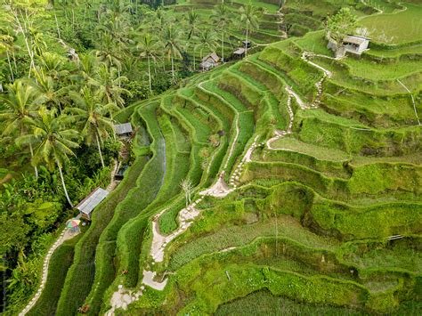aerial view  rice terraces  tegallalang bali indonesia  stocksy contributor bisual
