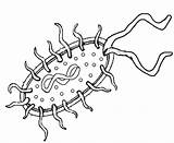 Bacteria Prokaryote Seres Prokaryotic Caracteristicas Biology Brillantes Pekes Vivientes sketch template