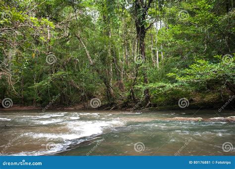 wild river  tropical rain forest  green trees stock image image