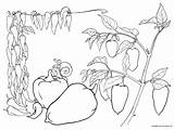 Pepper Plants Coloring Vegetables Colorator Pages Squash sketch template