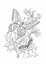 Kolorowanki Motyle Motyl Dibujos Papillon Dzieci Mariposas Sc Ad3 sketch template