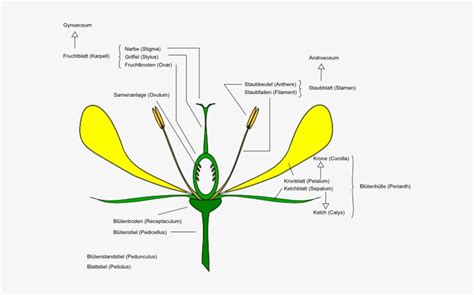 flower anatomy diagram  flower site