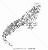 Pheasant Golden Coloring 470px 08kb sketch template
