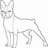 Terrier Boston Tattoo Terriers Dragoart Doghousemusic sketch template