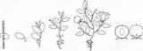 Crecimiento Planta Etapas Colorea Semilla Floreciente Grow sketch template