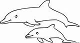 Dolphin Coloring Calf sketch template