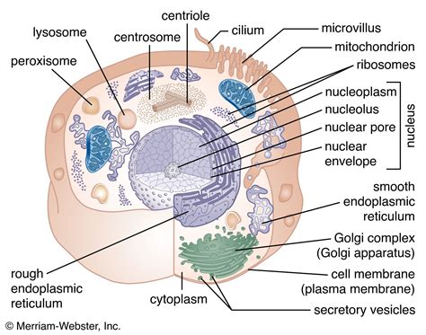 top  draw  neat labelled diagram  animal cell inoticianet