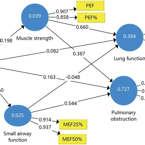 Mediating Effect Of Sex On Lung Function Fvc Via Muscle Strength