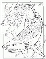Megalodon Tiger Coloring Pages Shark Printable Sharks Drawing Print Coloriage Color Book Requin Getdrawings Colorin Getcolorings Colorier Tattoo Books Popular sketch template
