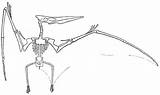 Coloriage Pteranodon Reptile Pterosaurs Pas Prehistoric Worksheets sketch template