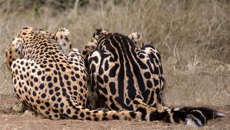 normal cheetah   king cheetah laying     king cheetah   variety