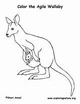 Coloring Wallaby Pages Animals Color Animal sketch template
