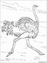 Coloring Ostrich Pages Runs Color Kids Birds Online Adult Recommended sketch template