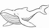 Whale Beluga Drawing sketch template