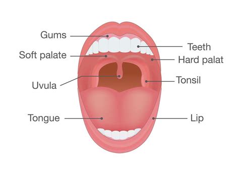 uvula sutton place dental associates