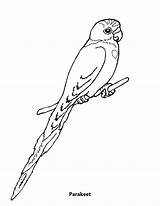 Parakeet Coloring Pages Coloringsun Color Bird sketch template