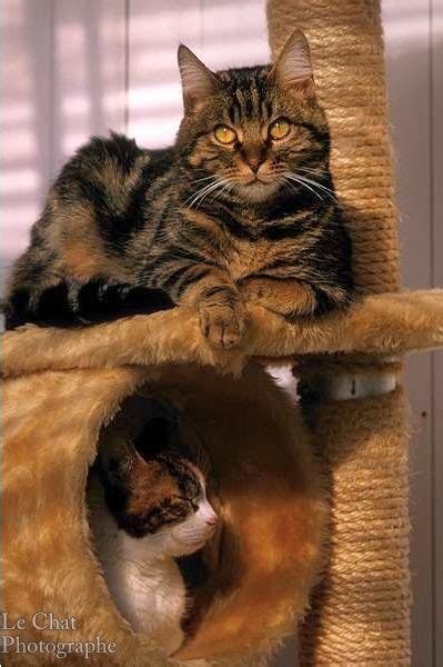 les  meilleures images de duo de chats chatterie chat photographie