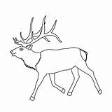 Coloring Pages Elk Deer Kids Animals Printable Index Print sketch template