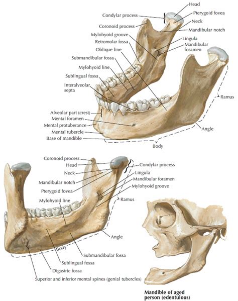 mandible jaw bone anatomy parts function mandible dislocation