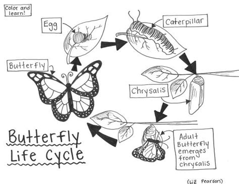butterfly life cycle printable coloring page educational teachin