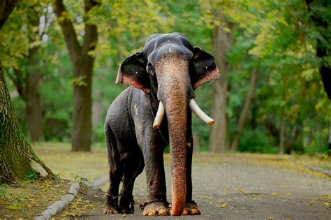 kerala elephants images kerala elephants wallpapers hd kerala elephant   names