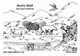 Arctic Wolf Tundra Habitat Exploringnature sketch template