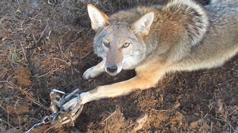 coyote trapping fall 2019 youtube